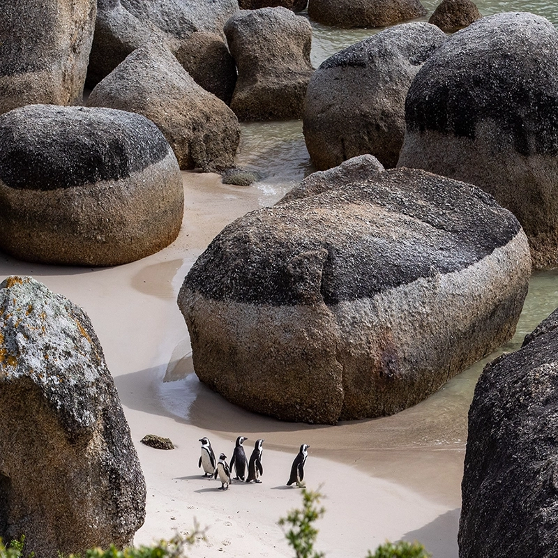 Perfect Hideaways – A small group of African penguins walks across a quiet sandy cove surrounded by massive rounded granite boulders, with soft waves washing gently between the rocks – Baxter House, Simons Town