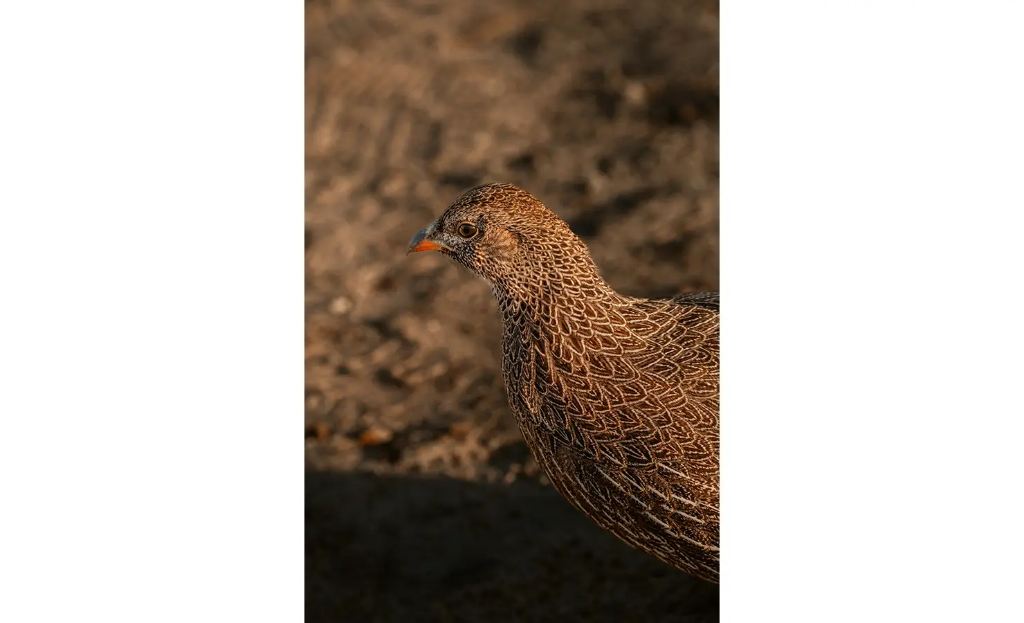 26.South Africa_Western Cape_West Coast_Churchhaven_Lagoon House