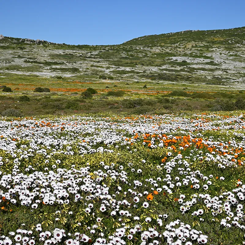 21_thumbnail__south africa_western cape_west coast_parternoster_trekoskraal farm_ph