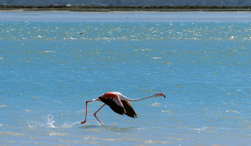 Perfect Hideaways, Schrywershoek Beach House, Schrywershoek, West Coast National Park, Western Cape, South Africa