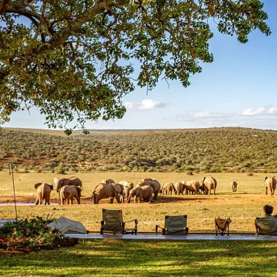 00_hero_listing_south africa_eastern cape_addo elephant national park_gorah elephant camp_ph