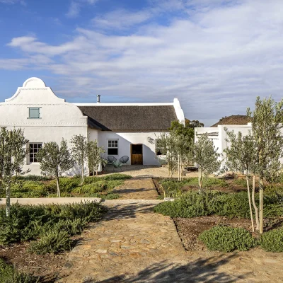 Buffelsdrift main house with whitewashed clay walls and a thatched roof nestled in a newly planted olive grove with brick paving and rugged mountainous landscape in the distance.