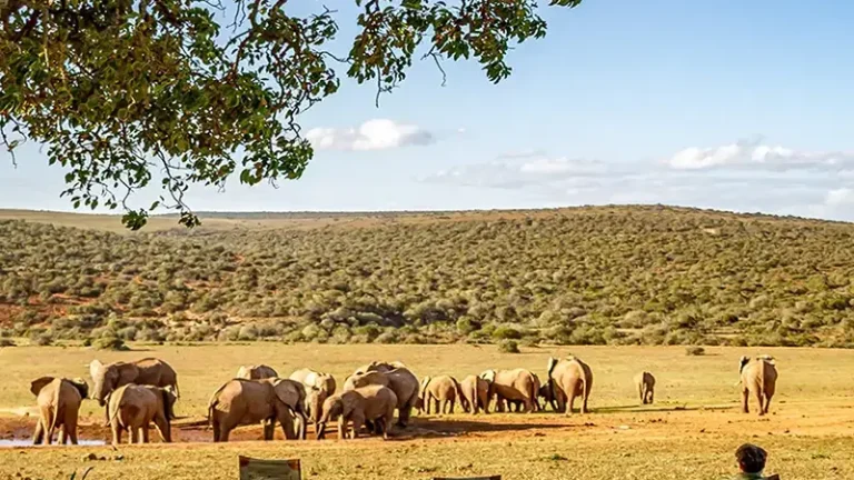 00_thumbnail_south africa_eastern cape_addo elephant national park_gorah elephant camp_ph