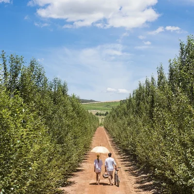 00_thumbnail_south africa_western cape_cape winelands_franschhoek_babylonstoren_ph