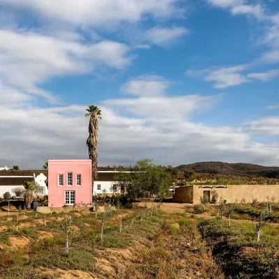 Two whitewashed houses with thatched roofing, a pink wine store, a large barn and a tall palm tree stand out amongst a young olive grove and a hill in the distance. Buffelsdrift.