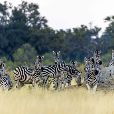 02_listing_botswana_okavango delta__northern okavango_north island_ph