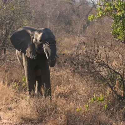 03_listing_south africa_limpopo_greater makalali private nature reserve_garonga_ph