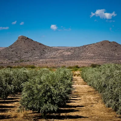 06_listing_south africa_western cape_karoo_prince albert_olive farm_ph