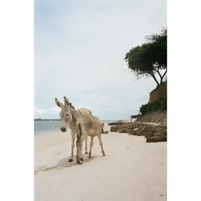 Donkey's on Peponi Hotel beachfront.