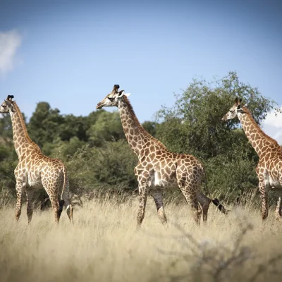 Three giraffe walking through the bushveld at witklipfontein eco lodge.