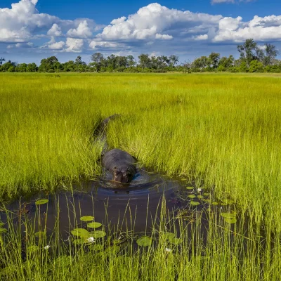 11_listing_botswana_okavango delta__khwai private reserve_sky beds_ph