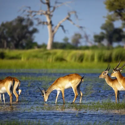 12_listing_botswana_okavango delta__khwai private reserve_sky beds_ph