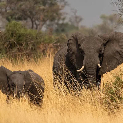 13_listing_botswana_okavango delta__northern okavango_north island_ph