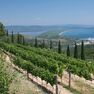 Vineyard on a slope with views of the forested Tuscan hills and the turquoise blue ocean.