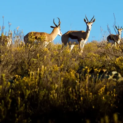 13_listing_south africa_western cape_karoo_prince albert_olive farm_ph