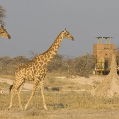 14_listing_namibia_northern namibia_etosha national park_the fort at onguma_ph