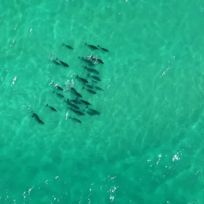 A pod of dolphins in crystal clear turquoise water. De Hoop nature reserve.