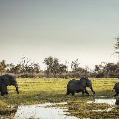 15_listing_botswana_okavango delta_khwai private reserve_sable alley_ph