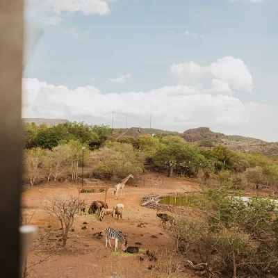 Watering hole in the reserve with giraffe, impala and zebra.