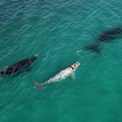 A school of whales scratching the ocean surface.