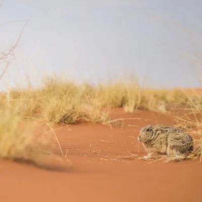 16_listing_namibia_southern namibia_namibrand nature reserve_sossusvlei desert lodge_ph