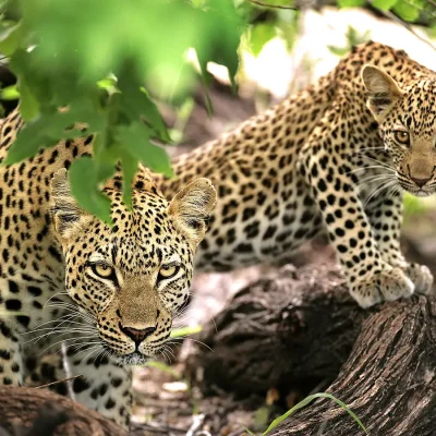 16_listing_south africa_mpumalanga_kruger_ngala tented camp_ph