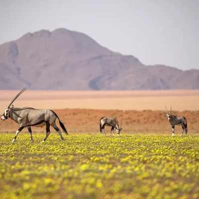 17_listing_namibia_southern namibia_namibrand nature reserve_kwessi dunes_ph