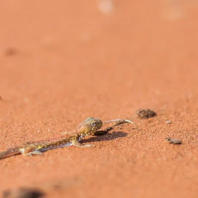 18_listing_namibia_southern namibia_namibrand nature reserve_sossusvlei desert lodge_ph