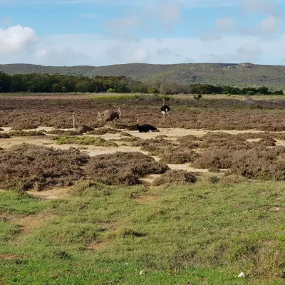 Ostriches standing and sitting amidst a field of green coastal shrubs, and rugged landscape in the distance.