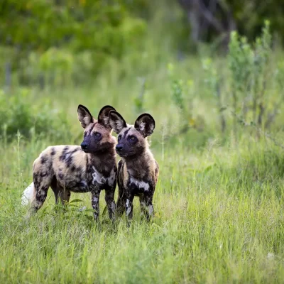 19_listing_botswana_okavango delta__khwai private reserve_sky beds_ph