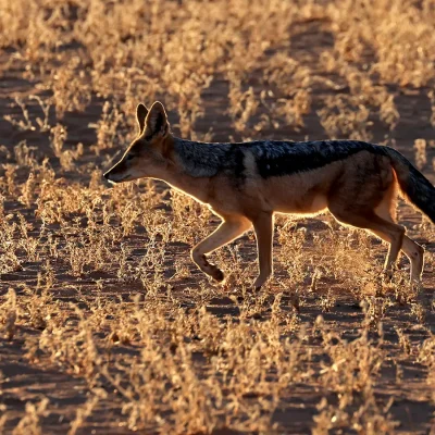 19_listing_namibia_southern namibia_namibrand nature reserve_kwessi dunes_ph