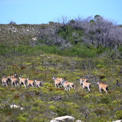 A group of bush buck making their way through bushy terrain in De Hoop Nature reserve.