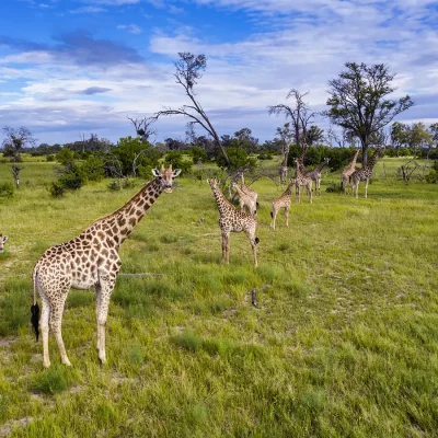 20_listing_botswana_okavango delta__khwai private reserve_sky beds_ph