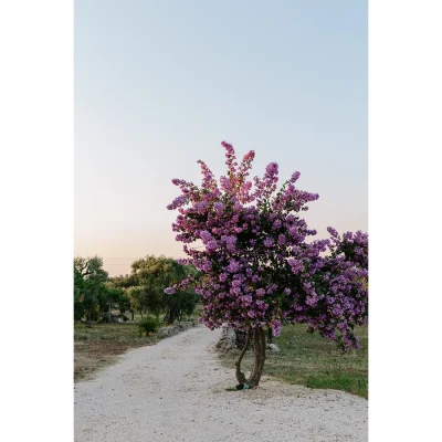 21_listing_italy_puglia_ostuni_masseria moroseta_ph