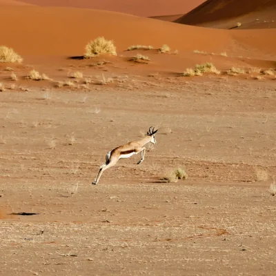 21_listing_namibia_southern namibia_namibrand nature reserve_sossusvlei desert lodge_ph