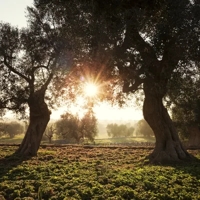 24_listing_italy_puglia_monopoli_masseria petrarolo_ph