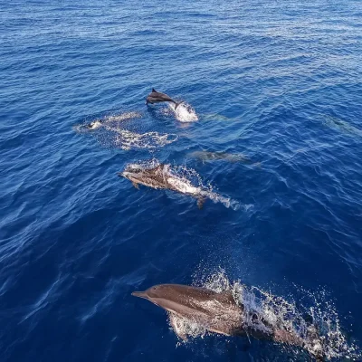 A school of dolphins gliding through the ocean water. Peponi Hotel.