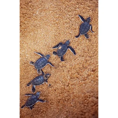 A group of sea turtles on the sand.