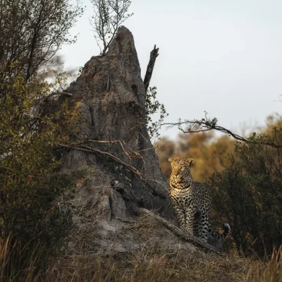 27_listing_botswana_okavango delta_khwai private reserve_little sable_ph