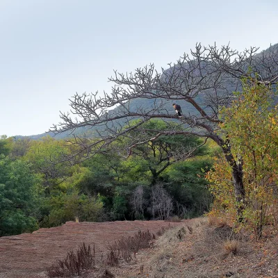 Natural Waterberg landscape with trees and shrubs, and hilltop in the background.