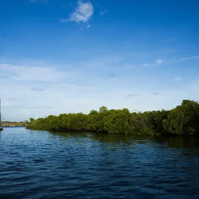 A traditional wooden dhow sailing on the calm waters passing shoreline mangroves.