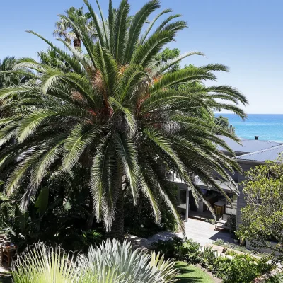 A large palm tree exposing a section of Oasis on Glen house with a backdrop of the ocean and blue sky.